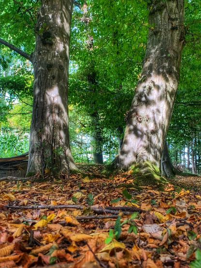 Two trees standing close together with the sunlight casting shadows on their trunks 
