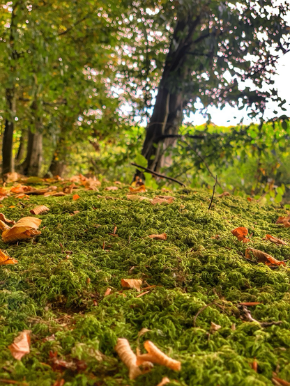 A carpet of moss in the local woods