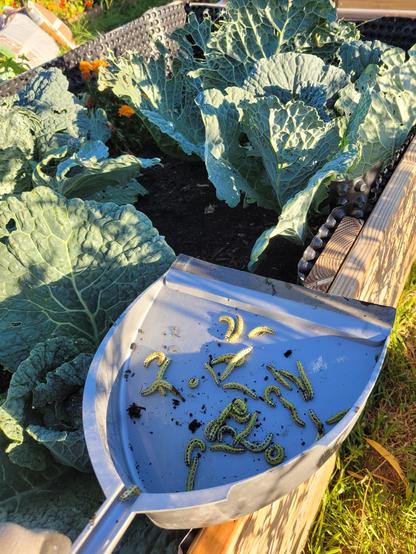 Auf der Schaufel eines Kehrwischs tummeln sich gut 20 Raupen. Im Hintergrund sieht man ein Hochbeet mit angefressenen Wirsingpflanzen.