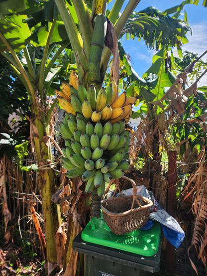 A bunch of bananas on a banana palm. Blue sky in the background. The top few hands are very ripe though the rest of the bunch are green. 