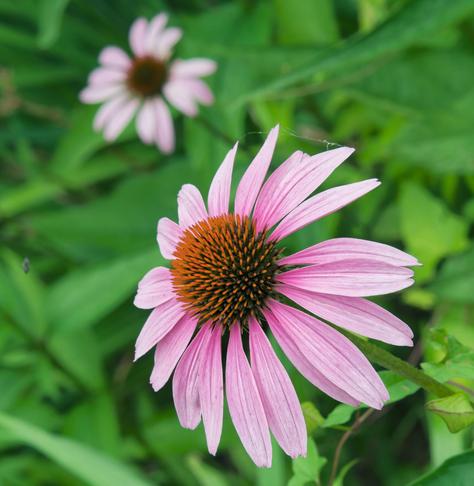 A flower with a round sort of cone with lots of spikes sticking out of it in the center surrounded by long pink petals with thin stripes along the length fading out to white at the edge is in the lower right of the frame,  another one of the same type is defocused further away in the upper left,  lots of angular but blurry foliage is all around.