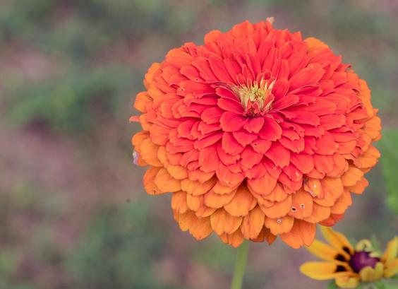 Zinnia flower is a great big flattened globe of petals ranging from orange-red at the very top to just plain orange at the bottom,  a bit of a damaged yellow flower can be seen underneath it,  behind it all are patches of green (I think) foliage and brown (I think) earth.