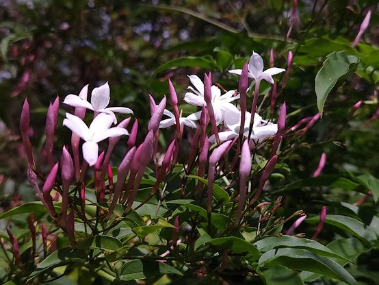 Jasmine smelling delicious