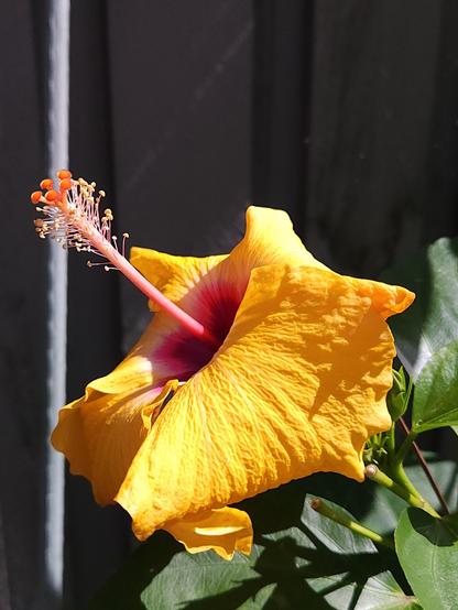 Yellow hibiscus doing very well