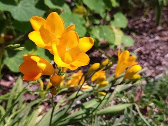 Turned down the ISO and speed on my mobile phone camera to better capture the true colours of these freesias