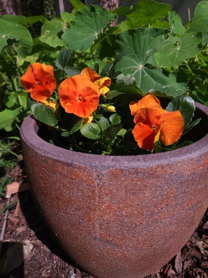 Brilliant orange pansies doing fantastically (usually in a cage to keep roaming vegetarian  from destroying them!)