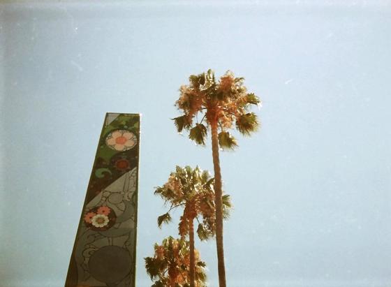 Palm trees