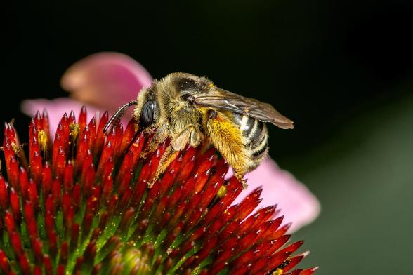 Pollen covered Honeybee on a Purple Coneflower