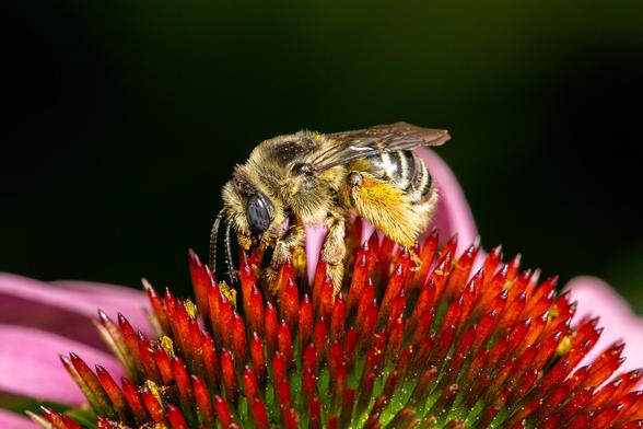 Pollen covered Honeybee on a Purple Coneflower