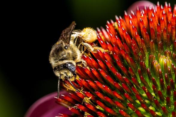 Pollen covered Honeybee on a Purple Coneflower
