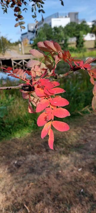 Leaves on the end of a fine branch. The leaves are oval, and red. There is grass and a pond behind the leaves, and a blocky white and grey building behind that.