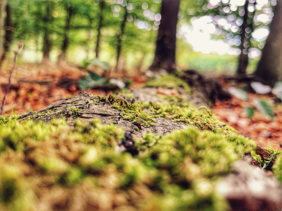 Mossy patches on a fallen branch