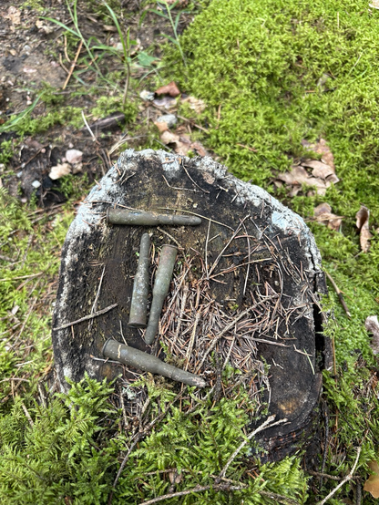 Cuatro balas sobre un tocón en el bosque. Probablemente, sean de la segunda guerra mundial.