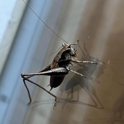 Foto einer knorrig aussehenden Heuschrecke (Seek sagt: Gewöhnliche Strauchschrecke), die sich in einer Glasscheibe spiegelt.