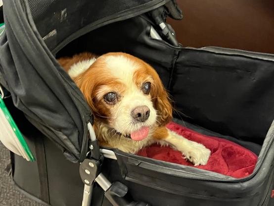 A small puppy is peering out from a baby carriage.
It is mostly brown with white hair, bright sparkling brown eyes, pink tongue out, front paw extended on a red pillow within the carriage.