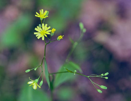 A yellow aster-family plant with two head-on flowers seen towards the upper left and one edge on at the lower left attached to a branching structure where there are some seeds I think sticking out to the lower right as well as some flowers budding at the upper left,  behind out of focus are patches of green and brown