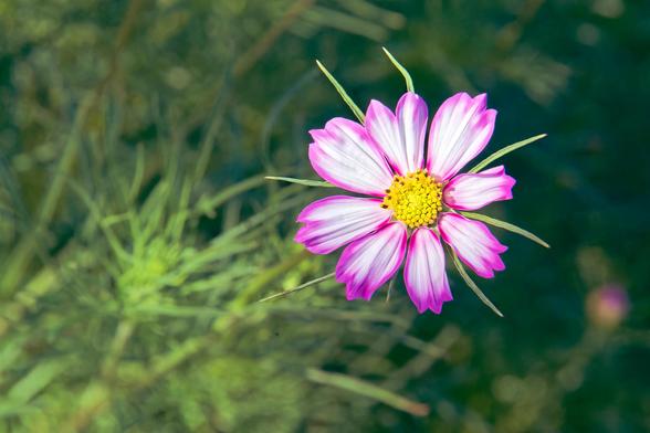 A flower with 8 petals that have a ragged outer edge and are mostly white with purple around the outer and side edges,  the center has a disk of little yellow florets and there are little green stems that stick out between most of the petals,  way behind and out of focus can be seen some rather rough green lines from some kind of stems to the lower left and to the right a relatively calm area of dark green with a small purple/white blob to the lower right.