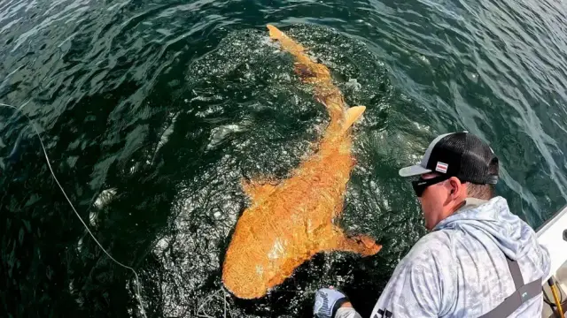 a guy with an orange shark