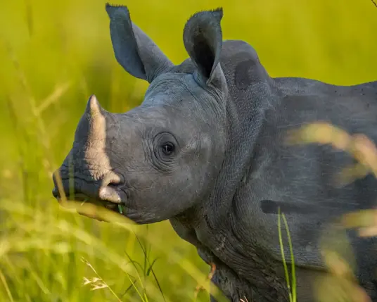 White rhino youngster.