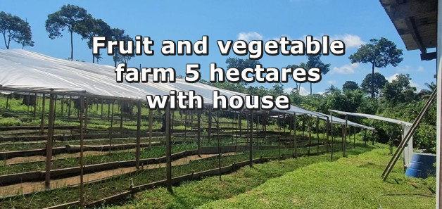 Fruit and vegetable farm 5 hectares with house
Rooms: 	5
Living space: 100m²
Property size: 50.000m²
Location - region : Amazonas Brazil 