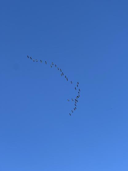 A flock of birds flying in formation against a clear blue sky