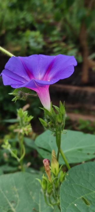 Une belle fleur d'ipomee violette aux reflets roses au cœur, en forme de trompette, se détache avec éclat sur un fond de verdure douce et floue.