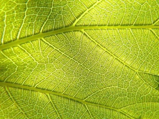 A leaf with light filtering through and showing asymmetry.