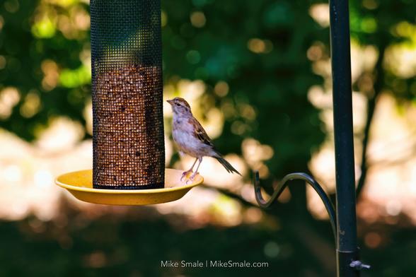 A male chipping sparrow perches on the edge of a bird feeder, surrounded by vibrant greenery in the background.