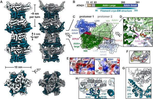 Cryo-EM structure of AAA + ATPase thorase reveals novel helical filament formation. Computational and Structural Biotechnology Journal, DOI: https://doi.org/10.1016/j.csbj.2025.05.018
