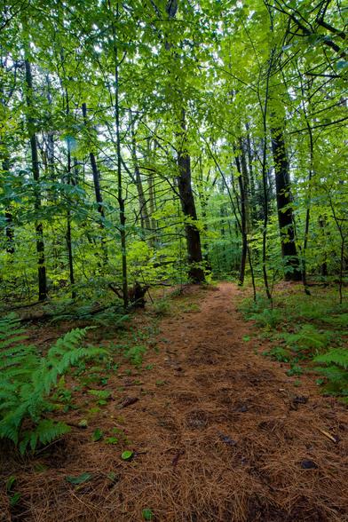 View in a forest with pine needles on the ground despite mainly deciduous trees and ferns being in view;  the understory is almost all ferns up close but if you look further away there are some baby trees,  a path works its which from the bottom up to the center.