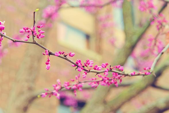 A tiny tree branch extends from the right to the left with numerous tiny pink flowers that are in focus and a single tiny leaf;  behind it are more branches large and small,  the small ones covered with more pink flowers that are out of focus;  the facade of a brick building with windows reflecting the sky can be seen in the far background