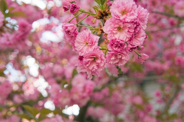 A tree branch comes halfway down from the center covered with huge rose-like pink flowers,  there are a vast number of  similar pink flowers in the background that are out of the plane of focus,  the gaps between the flowers on the left side show maybe the wall of a building which is a mild white but on the right side there are circles of sunlight probably from a very bright sky.