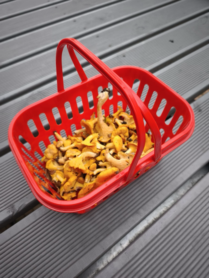 Una pequeña cesta roja de juguete del Lidl con setas chantarelus ybsu característico color amarillo