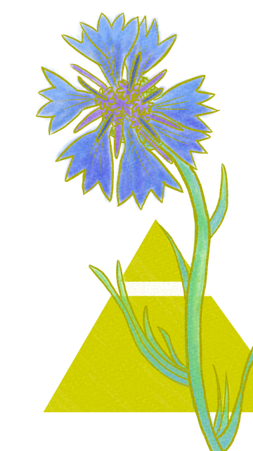Ilustración a línea amarilla y mancha a color de un aciano (flor azul oscura con pétalos estriados). Detrás, aparece un triángulo equilátero amarillo apuntando con su vértice hacia arriba atravesado por una línea blanca cerca de su vértice.
