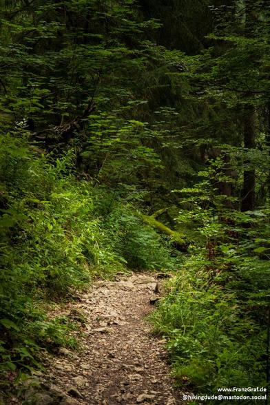 A path winds through a lush forest, surrounded by towering trees with vibrant green foliage. The dense canopy overhead filters the sunlight, casting dappled shadows on the ground below. The forest floor is covered in a mixture of dirt, rocks, and patches of grass, creating a natural and serene environment. The scene evokes a sense of tranquility and peacefulness, inviting visitors to explore and connect with nature. A tree trunk covered in moss stands prominently in the foreground, adding to th…