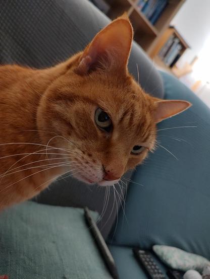 Angel Simba 🌈