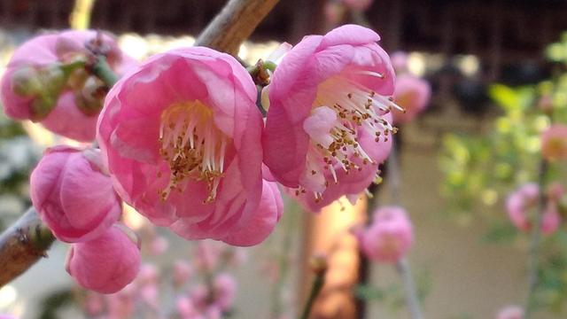 Pink cherry blossoms