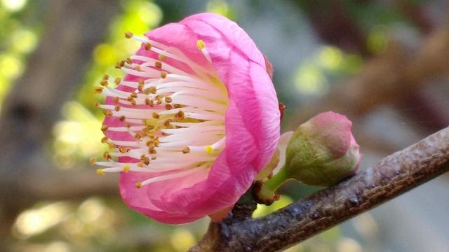 Closeup of a pink cherry blossom 