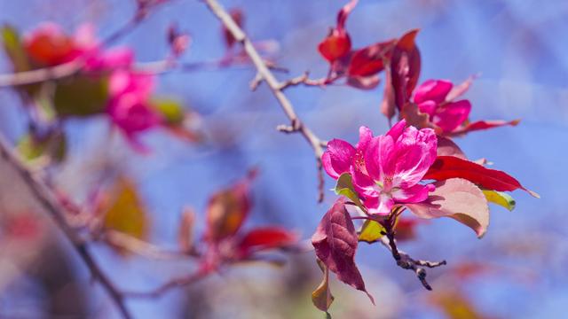A branch from the center top of the frame descends across the center line to the middle and has two pink-purple blooms together with some old-looking leaves,  further out out of focus are a few more branches in similar condition and a lot of blue sky