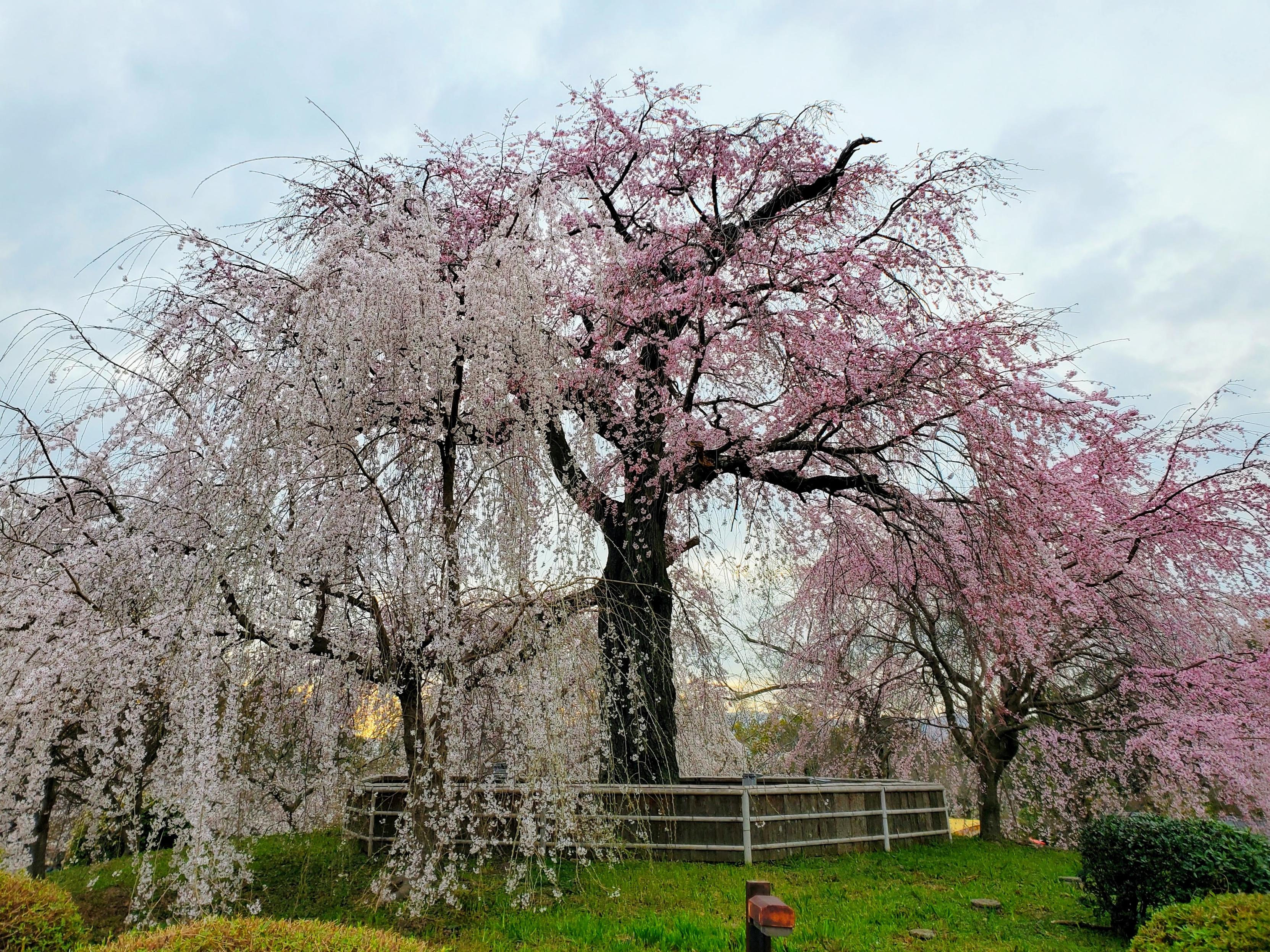 Maruyama Park's great weeping cherry tree in full bloom.