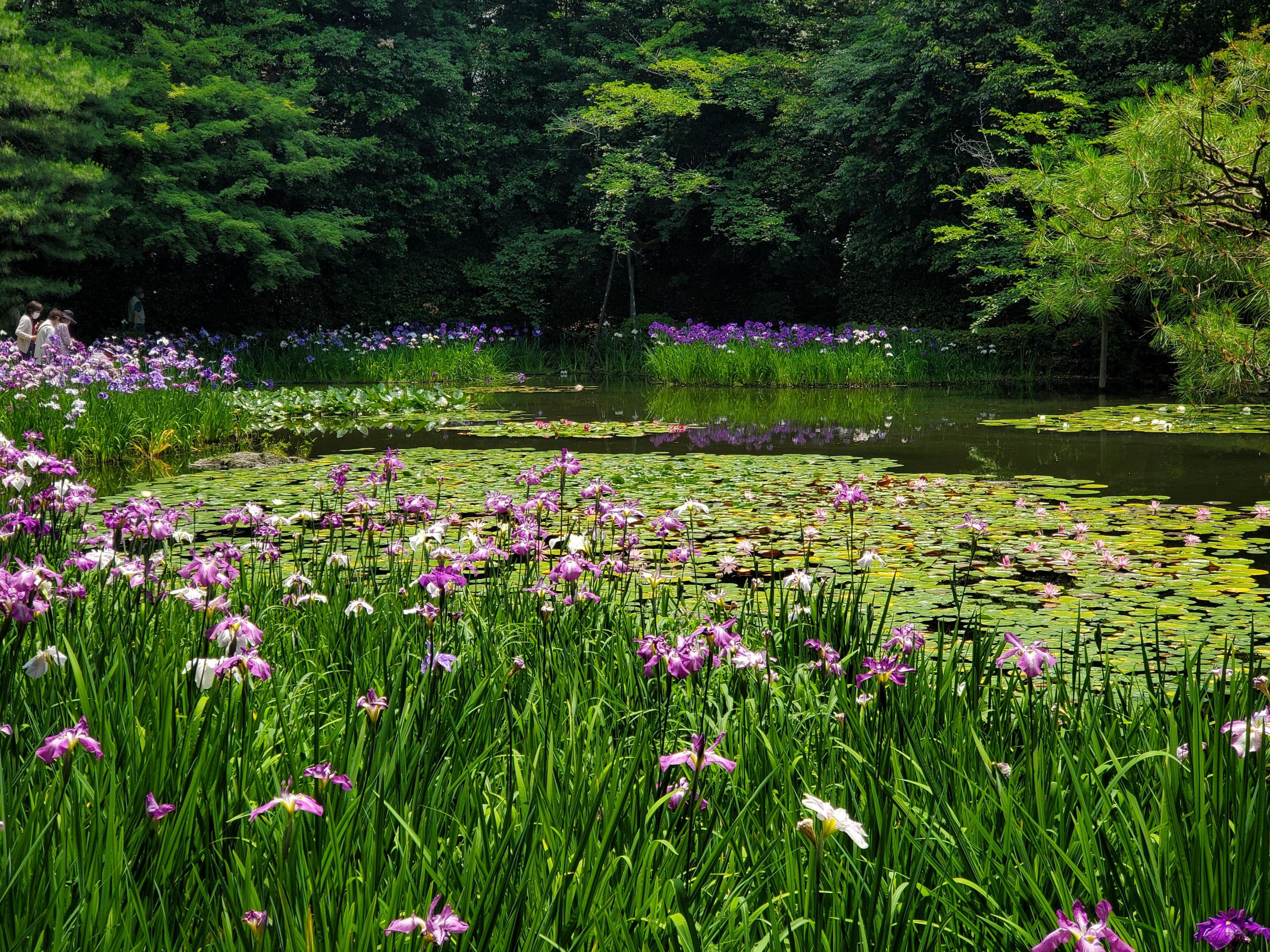 Irises bloom in the grounds of Heian Jingu.