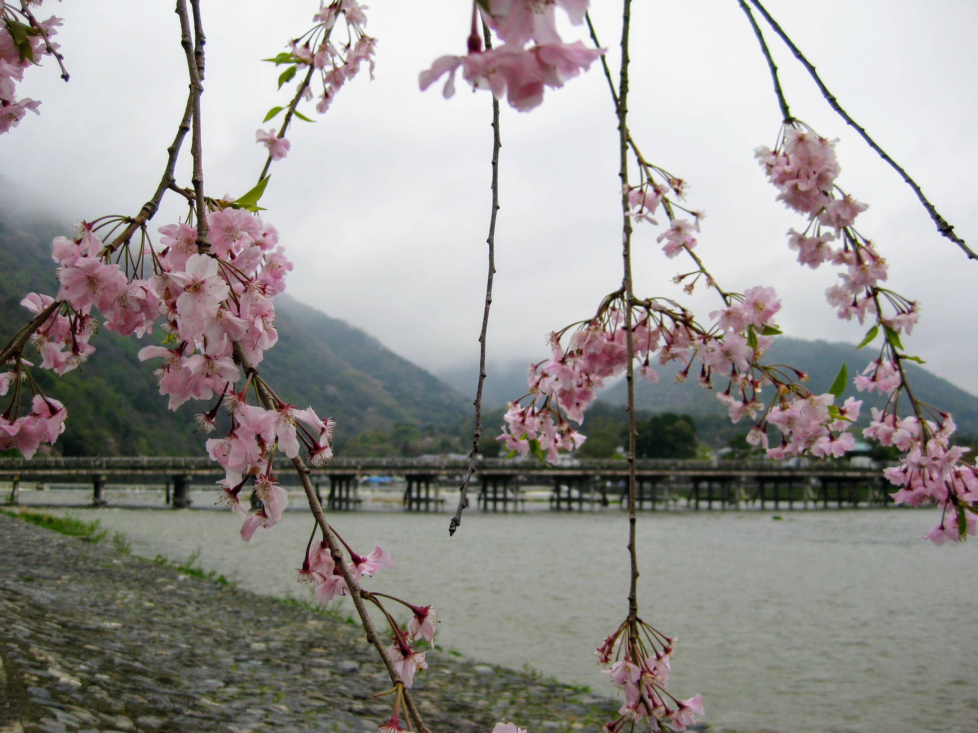 The Togetsukyo Bridge viewed through cherry blossoms.
