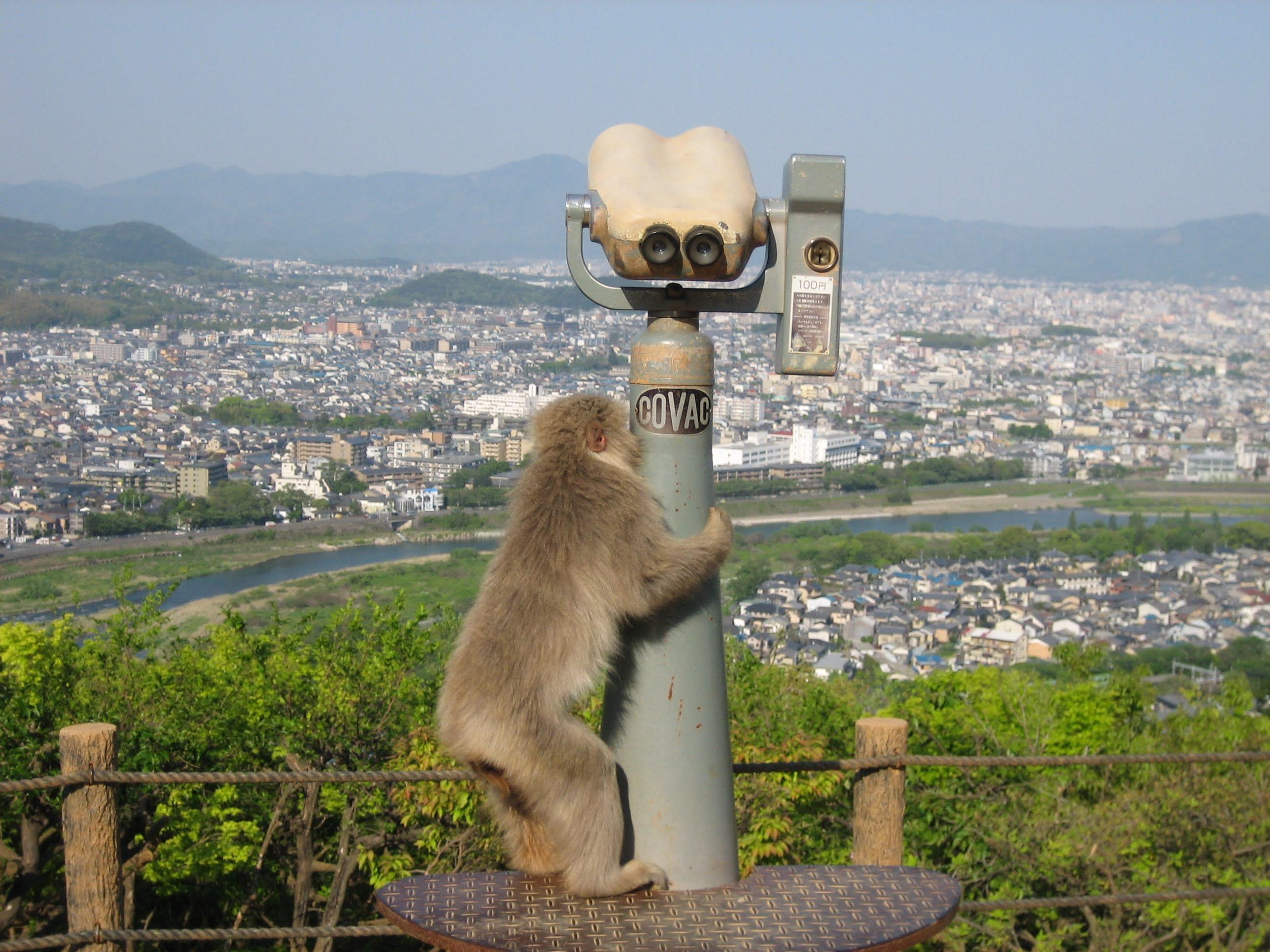 A monkey hugs a binocular stand and looks down at Arashiyama from Iwata Monkey Park.