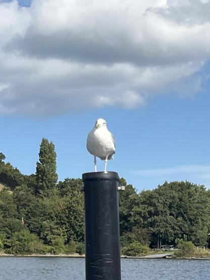 Eine Möwe sitzt auf einem schwarzen Poller und guckt in die Kamera. Im hintergrund blauer Himmel mit ein paar Wolken.