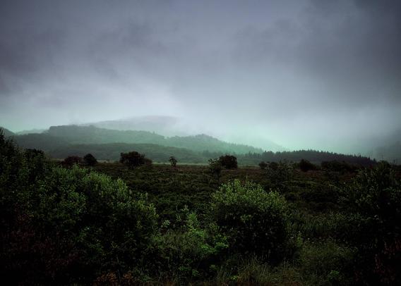 The image shows a lush, green landscape with various shrubs and bushes in the foreground. In the middle distance, there are hills partially covered by a thick, white mist that blends with the overcast sky.