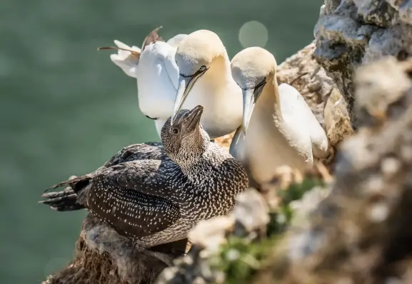 Nesting gannets and their young at the Bempton Cliffs nature reserve in Yorkshire.
