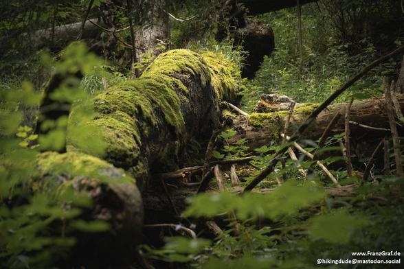A fallen tree lies in a dense, lush jungle setting. The tree trunk is covered in vibrant green moss, adding a pop of color to the dark forest floor. Surrounding the fallen tree are towering old-growth trees, creating a natural canopy overhead. The atmosphere is serene and untouched, showcasing the beauty of a pristine nature reserve. The scene exudes tranquility and showcases the resilience of nature as vegetation thrives in this forest ecosystem. This image captures the essence of a wild, unto…