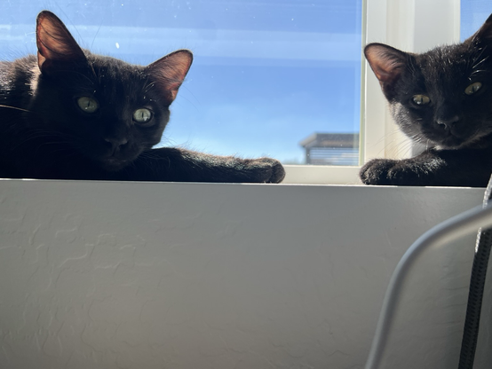 My two black cats sitting in the window peeking under my monitor
