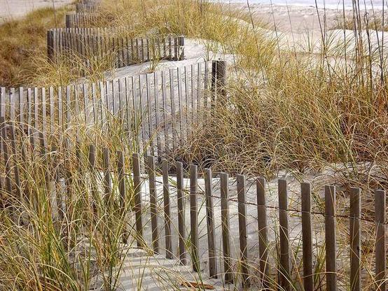 Dune grasses with a fence.