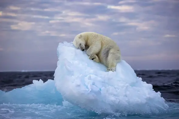 Polar bear asleep at a small iceberg at a steep angle.
